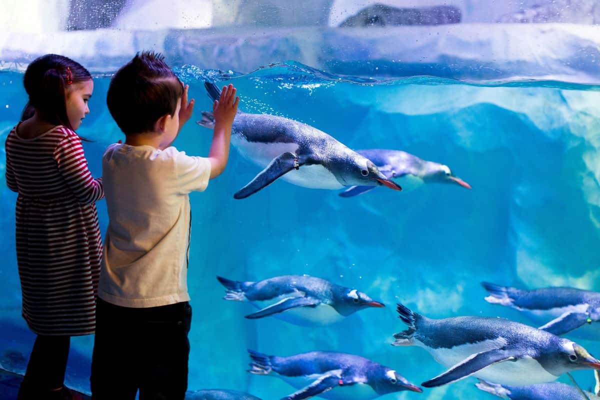 SEA LIFE London & Shrek's Adventure: Entry Ticket Two children watching penguins swim behind the glass at an aquarium exhibit.