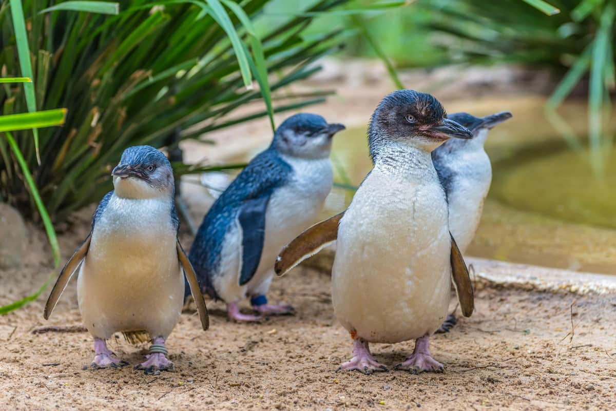 SEA LIFE Weymouth: Entry Ticket Four small penguins with blue and white feathers stand on sandy ground surrounded by green plants.