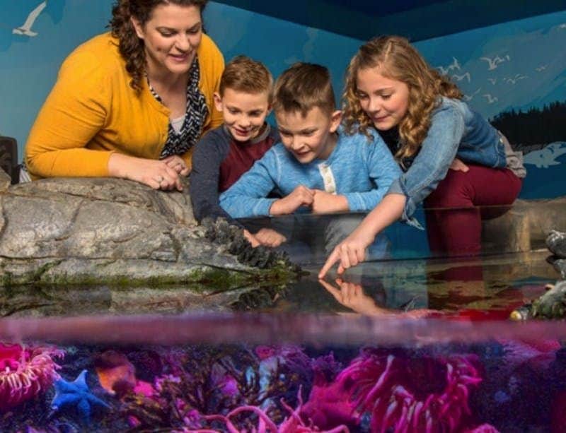 SEA LIFE Charlotte-Concord: Entry Ticket Three children and a woman smile and point at marine life in a touch tank at an aquarium. Bright coral and fish are visible.