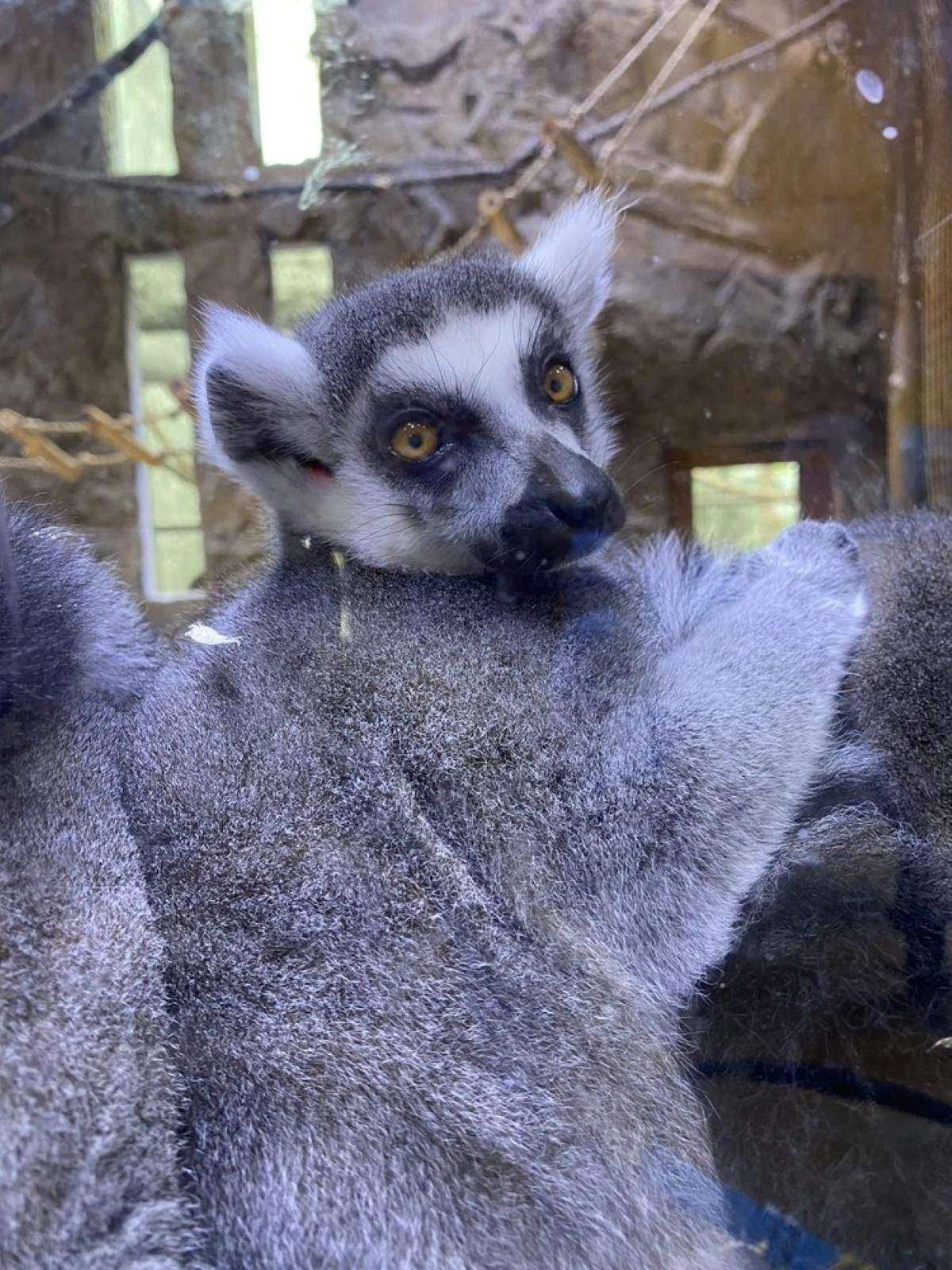 Houston Interactive Aquarium & Animal Preserve A close-up of a lemur with large, bright eyes and a black nose, looking over its shoulder. The background appears to be an enclosure.