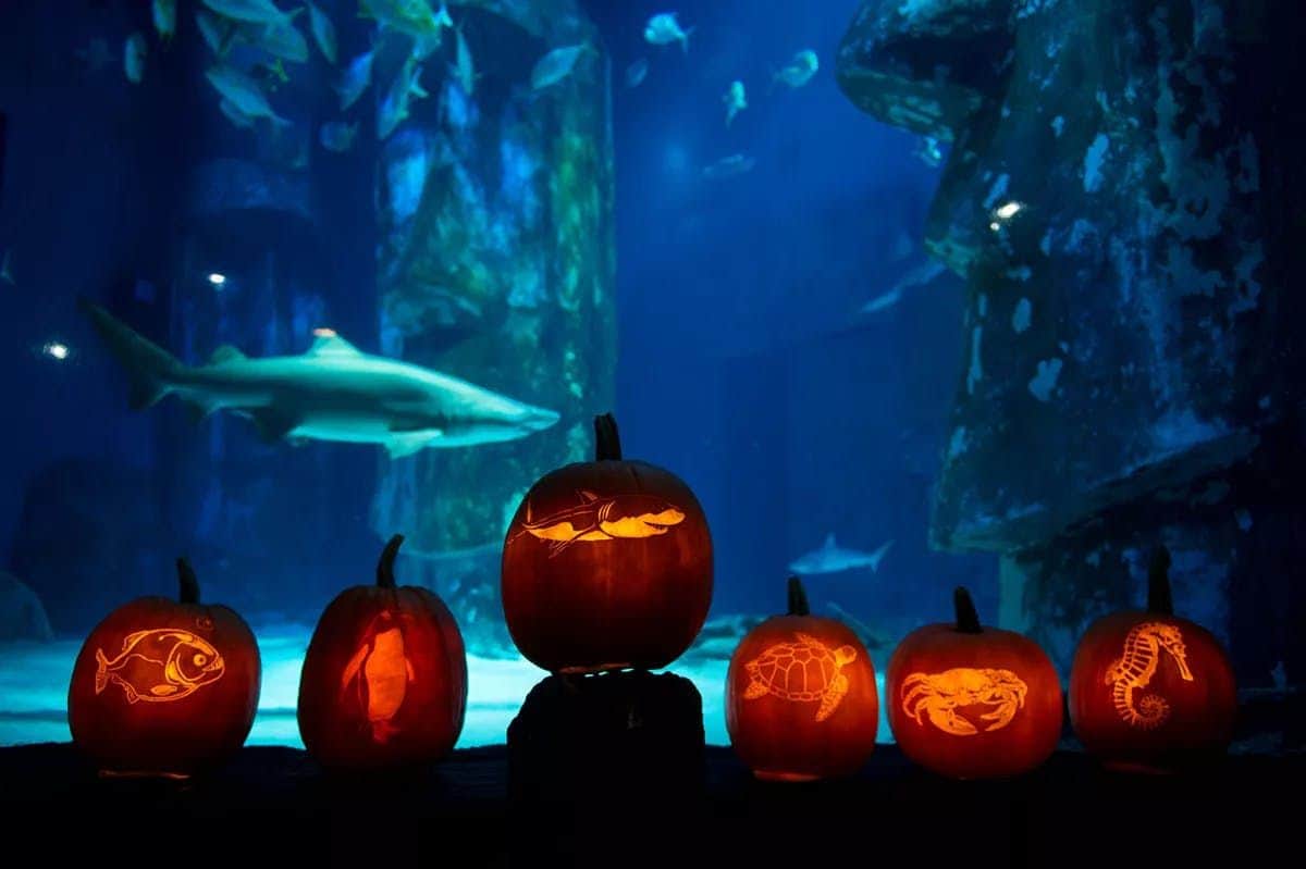 SEA LIFE Kansas City: Entry Ticket Lit jack-o'-lanterns with sea animal carvings, set in front of a large aquarium tank with various swimming fish and a shark.