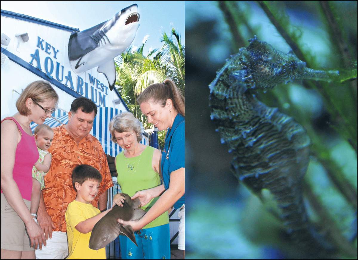 Key West Aquarium: Entry Ticket A group of people, including children, admire a small shark held by an aquarium staff outside the Key West Aquarium.
