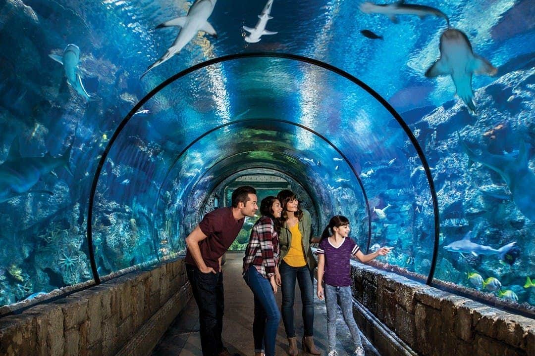 Shark Reef Aquarium at Mandalay Bay: Entry Ticket Shark Reef Aquarium at Mandalay Bay Hotel & Resort