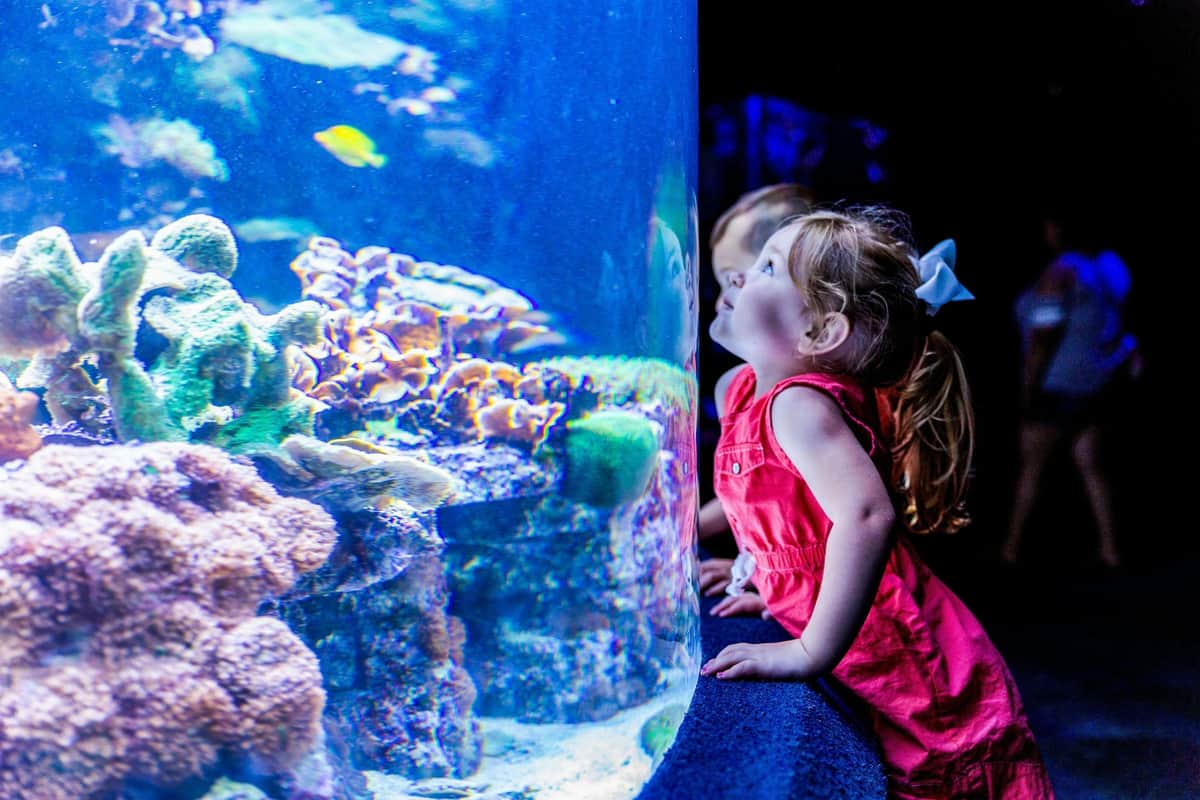 Myrtle Beach: Ripley's Aquarium + 2 Attractions Ripley's Aquarium of Myrtle Beach + 2 Attractions Combo