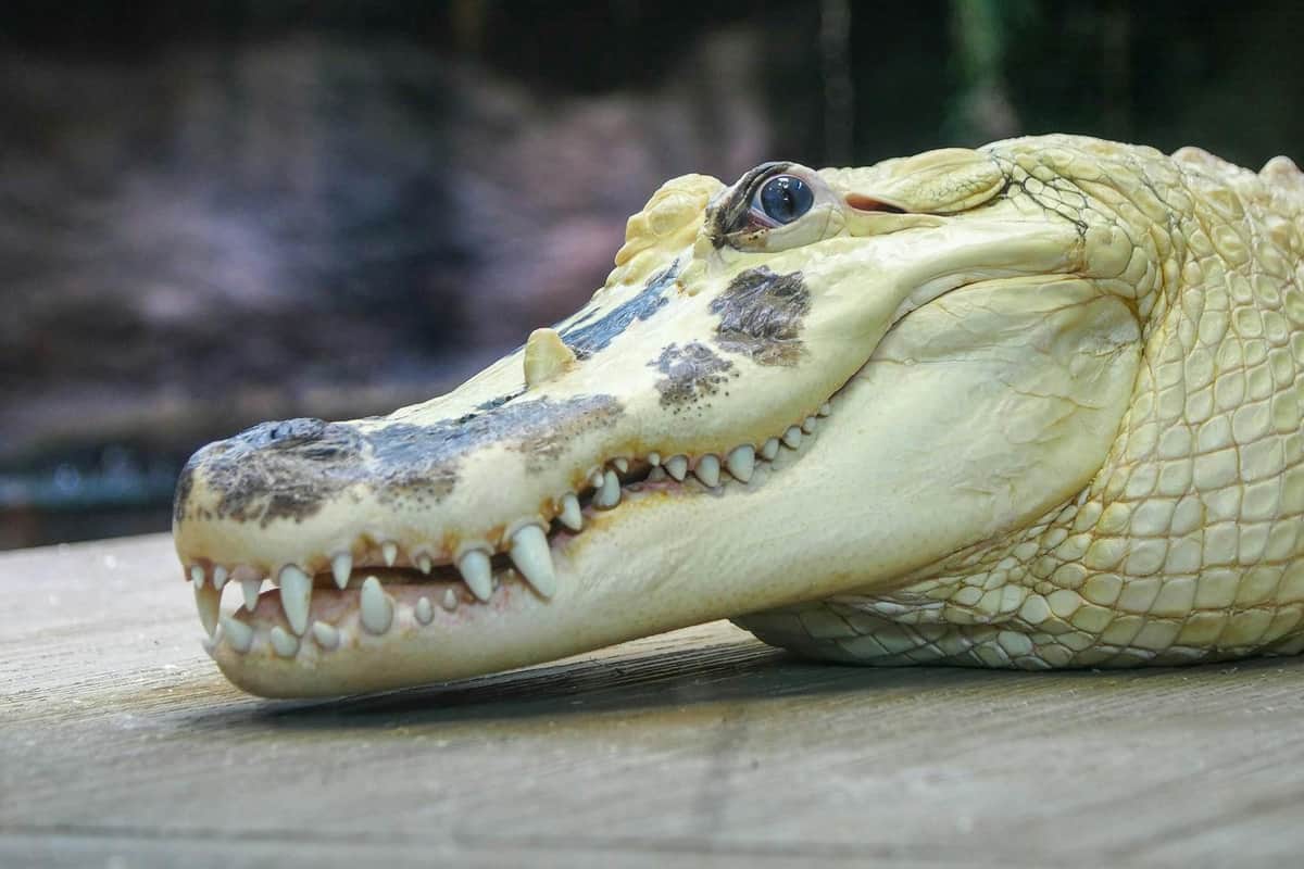 Audubon Zoo, Aquarium & Insectarium: Entry Ticket Close-up of an albino alligator's head resting on a surface, showing its teeth and textured skin.