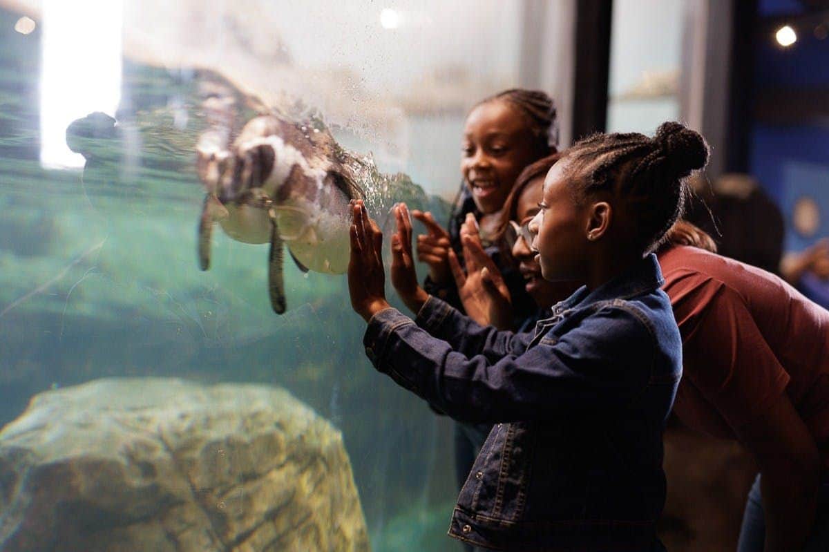 Aquarium of Niagara: Entry Ticket Three people observing a penguin swimming behind the glass of an aquarium exhibit, expressing interest and joy.