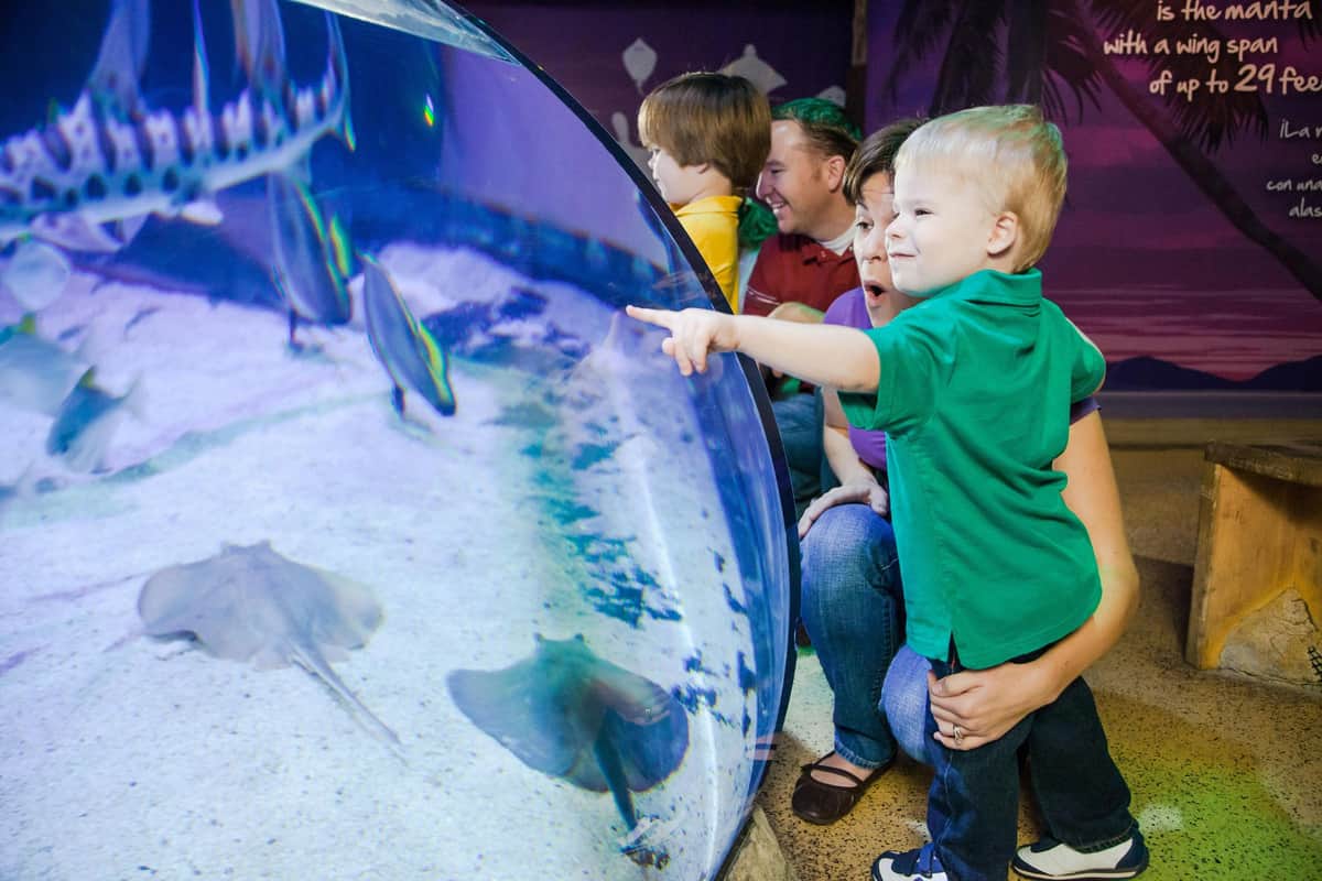 San Antonio Family Fun Pass Child pointing at a stingray in an aquarium tank, with a woman and another child in the background. Bright, colorful setting.