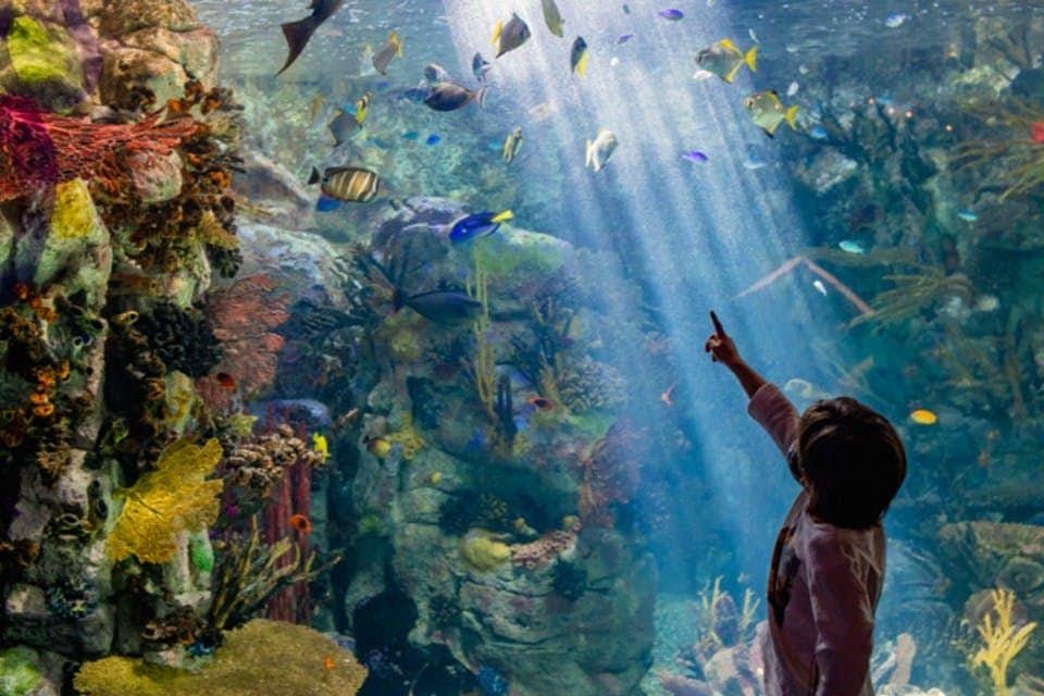 Birch Aquarium: Entry Ticket A child pointing at fish swimming in a large aquarium with coral and plants, illuminated by beams of light from above.