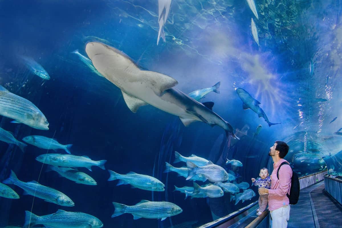 Aquarium of the Bay + Cruise on San Francisco Bay A man holding a child at an aquarium, viewing various fish and a large shark swimming in a tank.