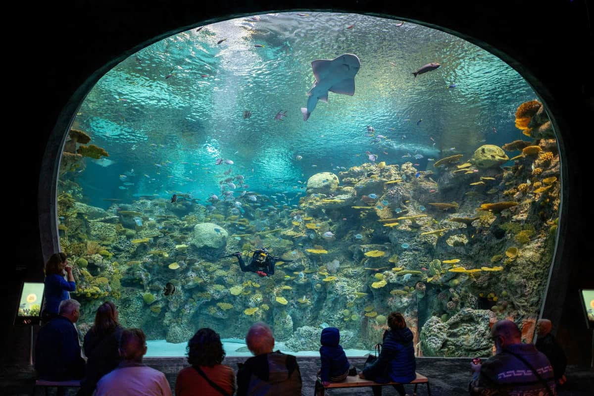 Seattle Aquarium: Entry Ticket The Reef – Ocean Pavilion