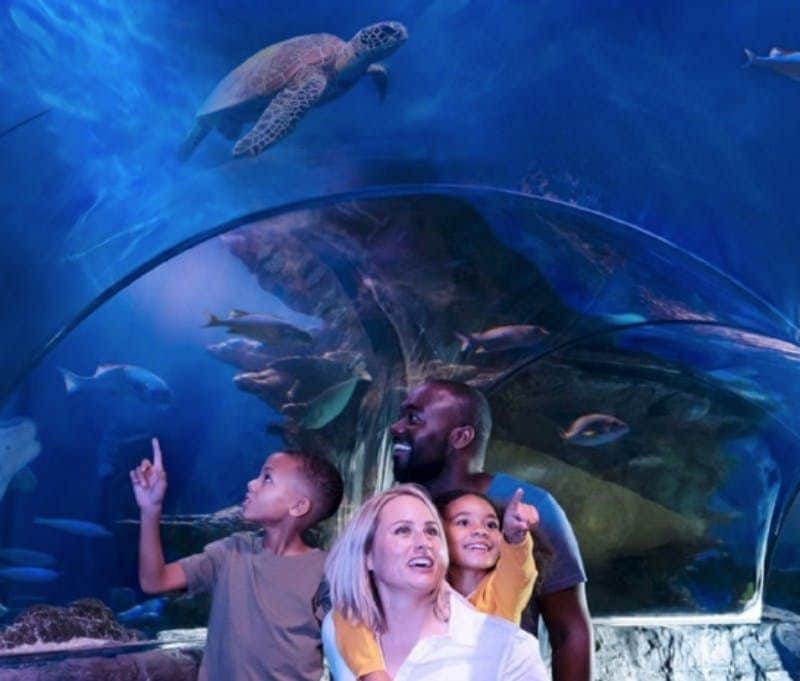 SEA LIFE Arizona: Entry Ticket A family of four smiles and points at sea life while inside an aquarium tunnel, surrounded by fish and a sea turtle overhead.