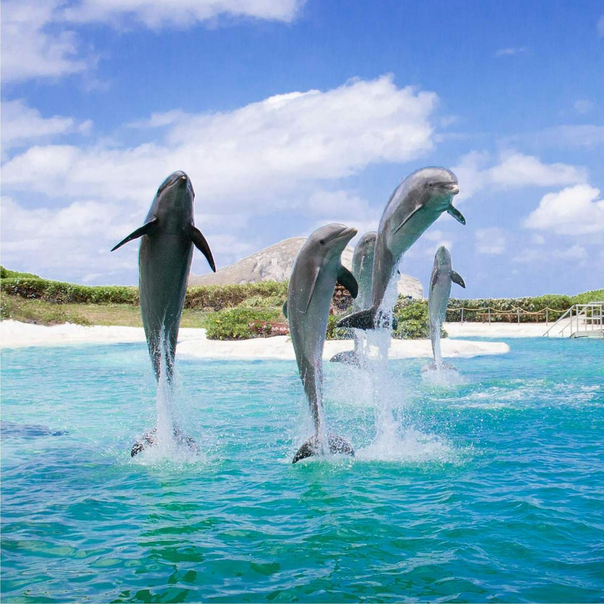 Sea Life Park Hawaii: Entry Ticket Four dolphins leaping out of blue water against a backdrop of a rocky shoreline and partly cloudy sky.