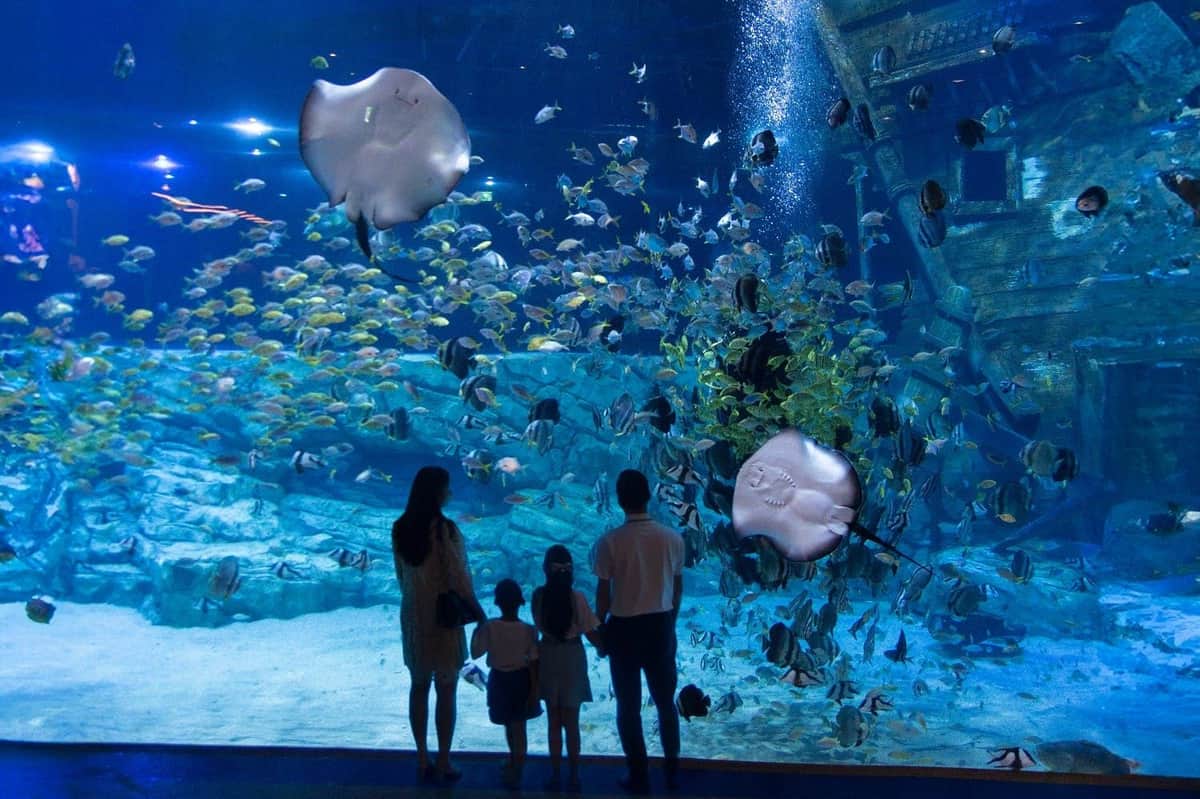 Lotte World Aquarium Hanoi: Entry Ticket A silhouetted family of four watches stingrays and various fish swim in a large, blue-lit aquarium.