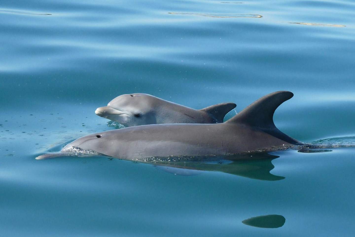 Dolphin Discovery Centre Bunbury Australia's Premier Wild Dolphin Experience