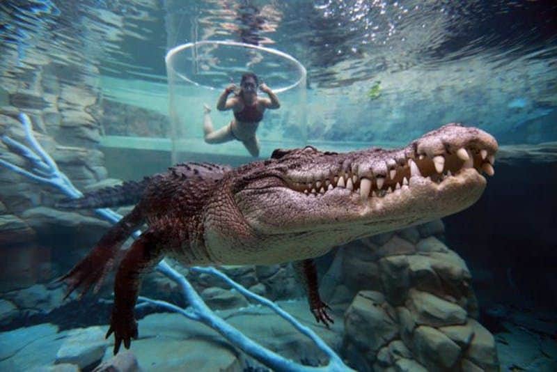 Crocosaurus Cove A large crocodile swims near a person inside a cylindrical glass enclosure submerged in water, with rocks and branches in the background.