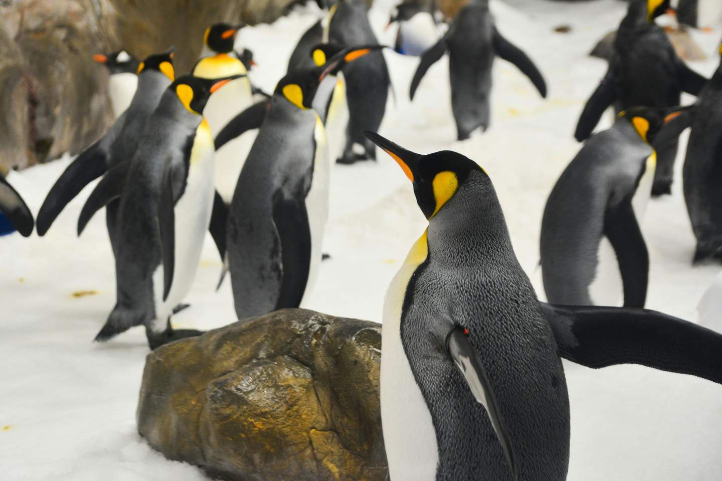 SEA LIFE Melbourne Aquarium A group of emperor penguins stands on a snowy surface, with some rocks visible in the background.