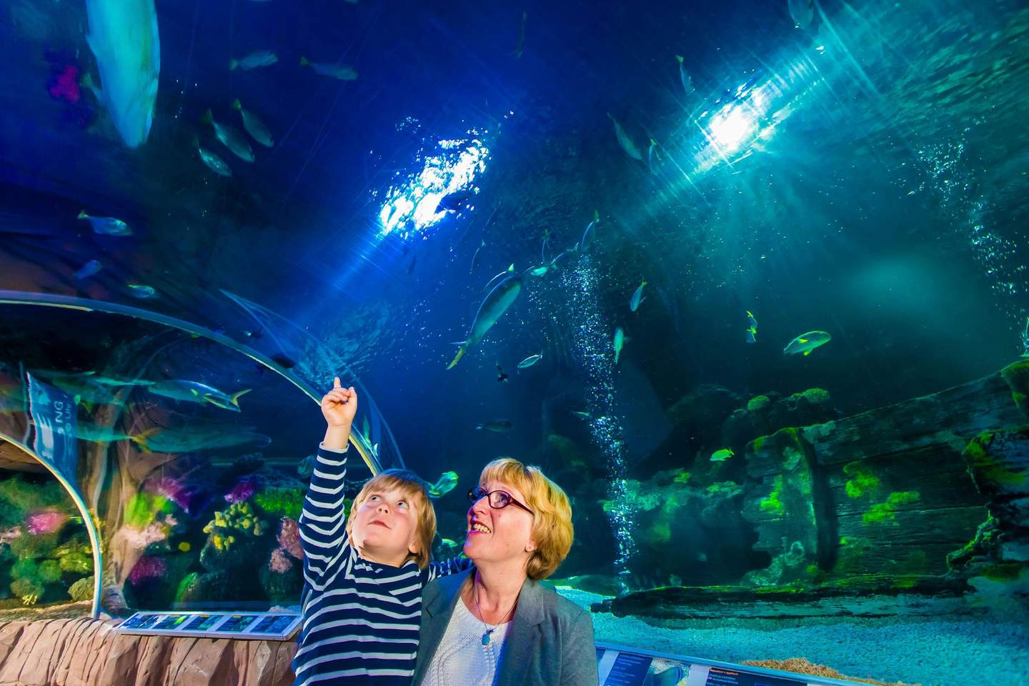 SEA LIFE Blankenberge A young boy and an older woman smile inside an aquarium tunnel as the boy points toward swimming fish above them.