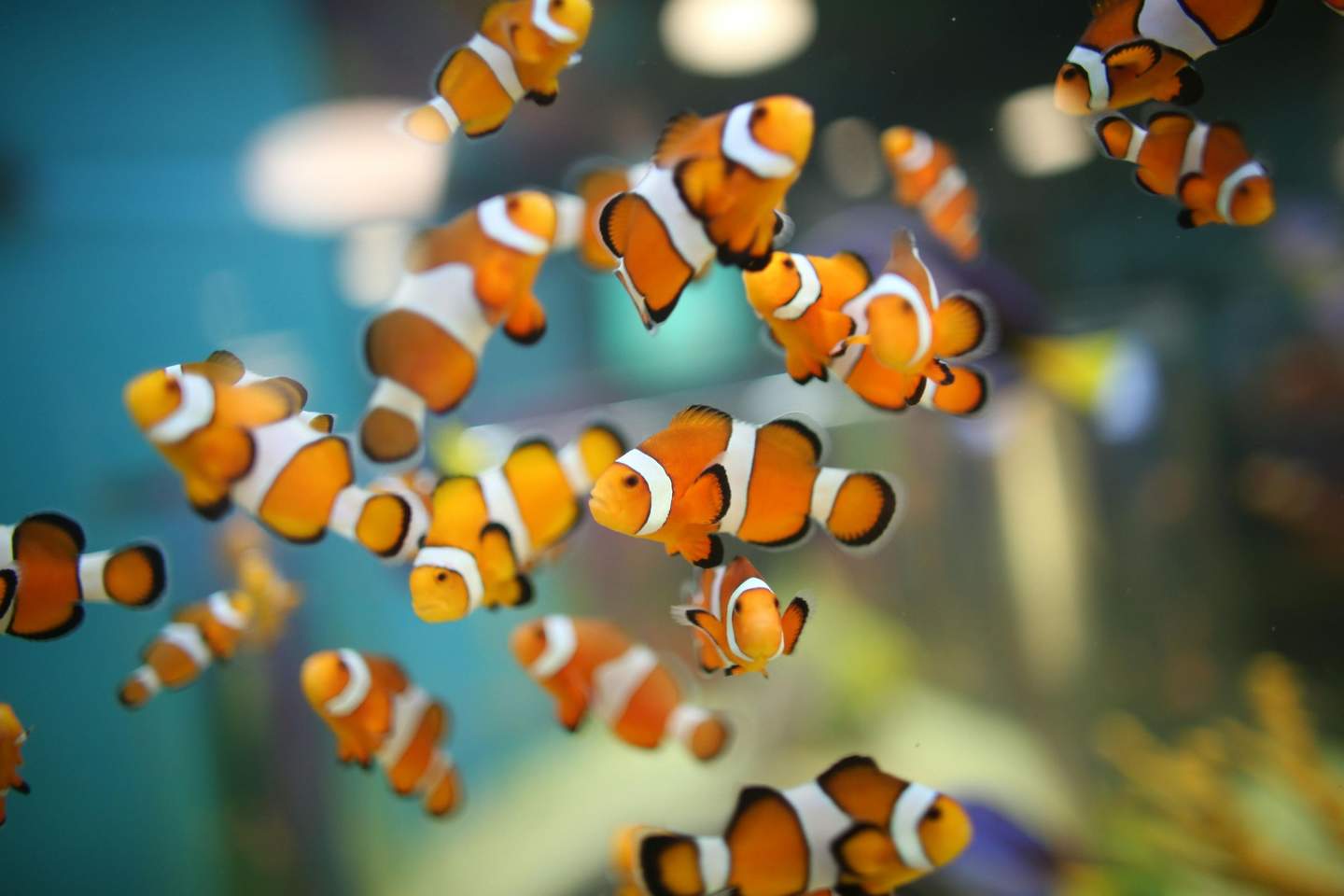 Ripley's Aquarium of Canada A group of vibrant orange and white clownfish swimming in an aquarium with a blurred background.