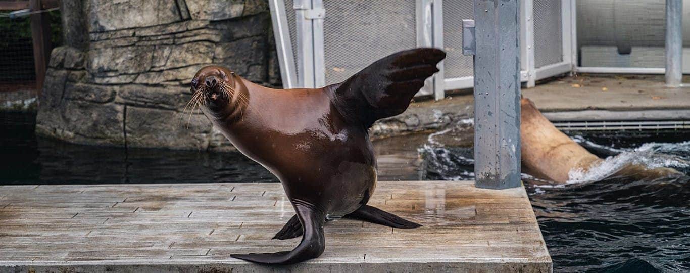 Vancouver Aquarium A sea lion stands on a platform near a pool, with another sea lion partly visible in the water.