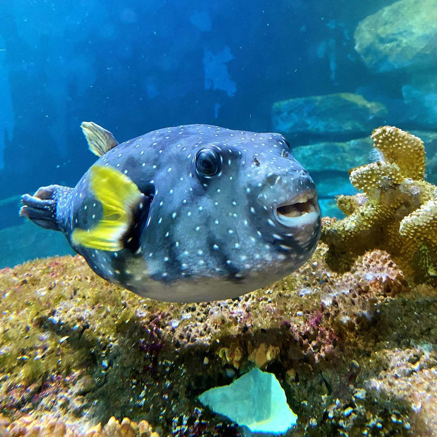 Amnéville Aquarium A pufferfish with yellow fins swims near coral in a clear blue aquarium.
