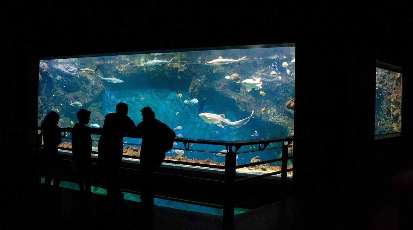 Aquarium du Grand Lyon Four silhouetted people observe an aquarium tank filled with various fish, including sharks, against a dimly lit background.