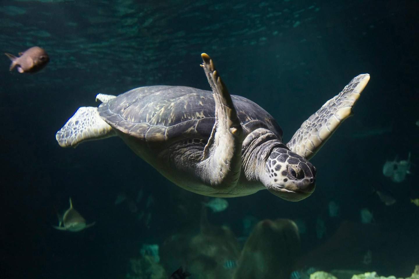 SEA LIFE Hannover A sea turtle swims underwater among other fish, with its flippers extended and dark water in the background.