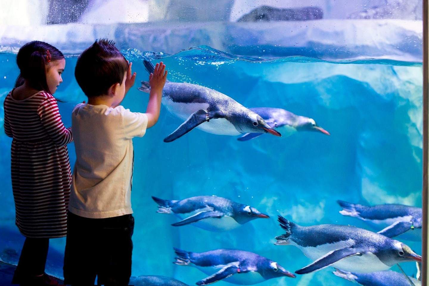 SEA LIFE Konstanz Two children observing penguins swimming behind a glass tank at an aquarium; one child touching the glass.