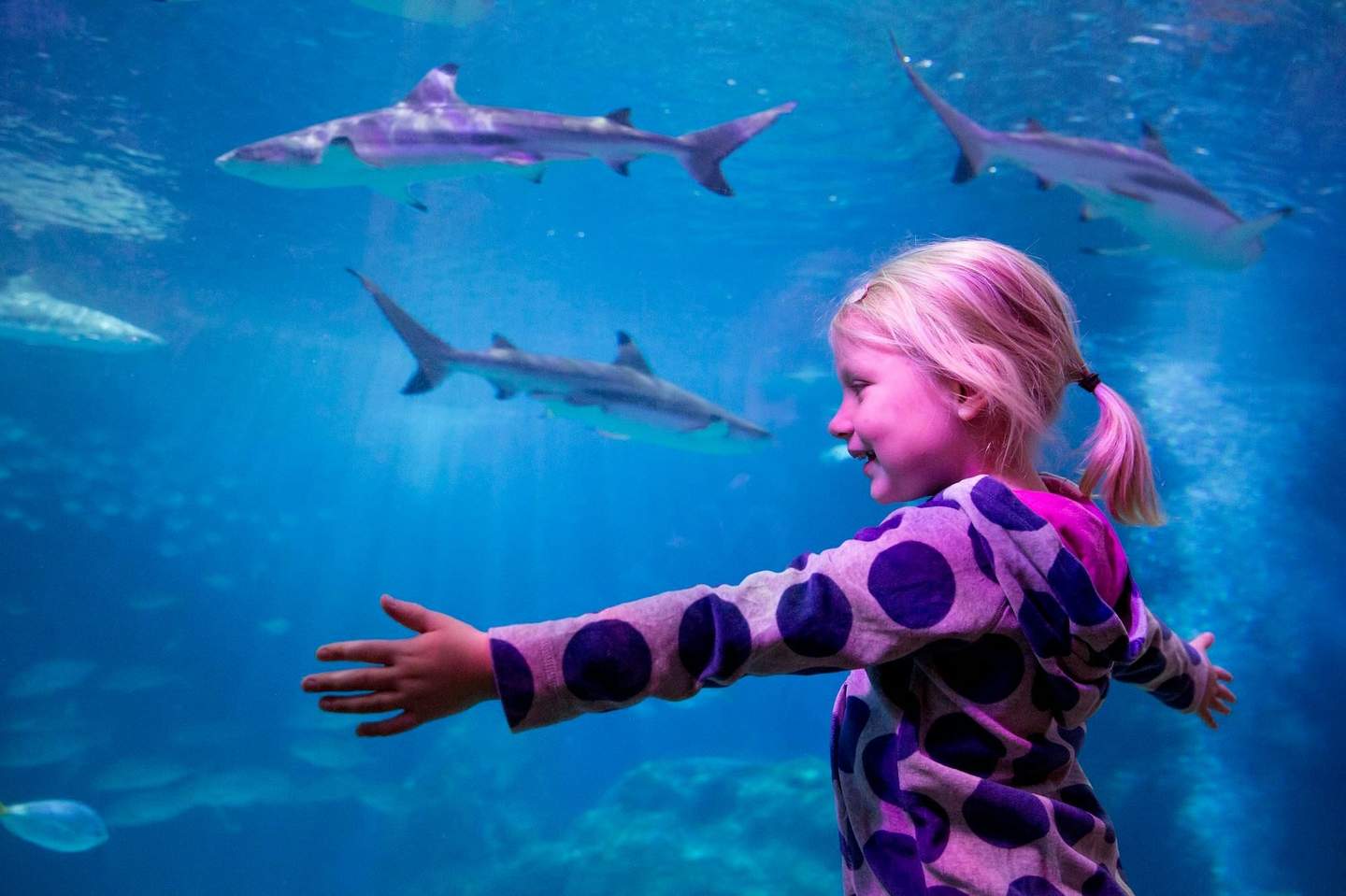 SEA LIFE Oberhausen A smiling child with outstretched arms looks at sharks swimming in a large aquarium tank.