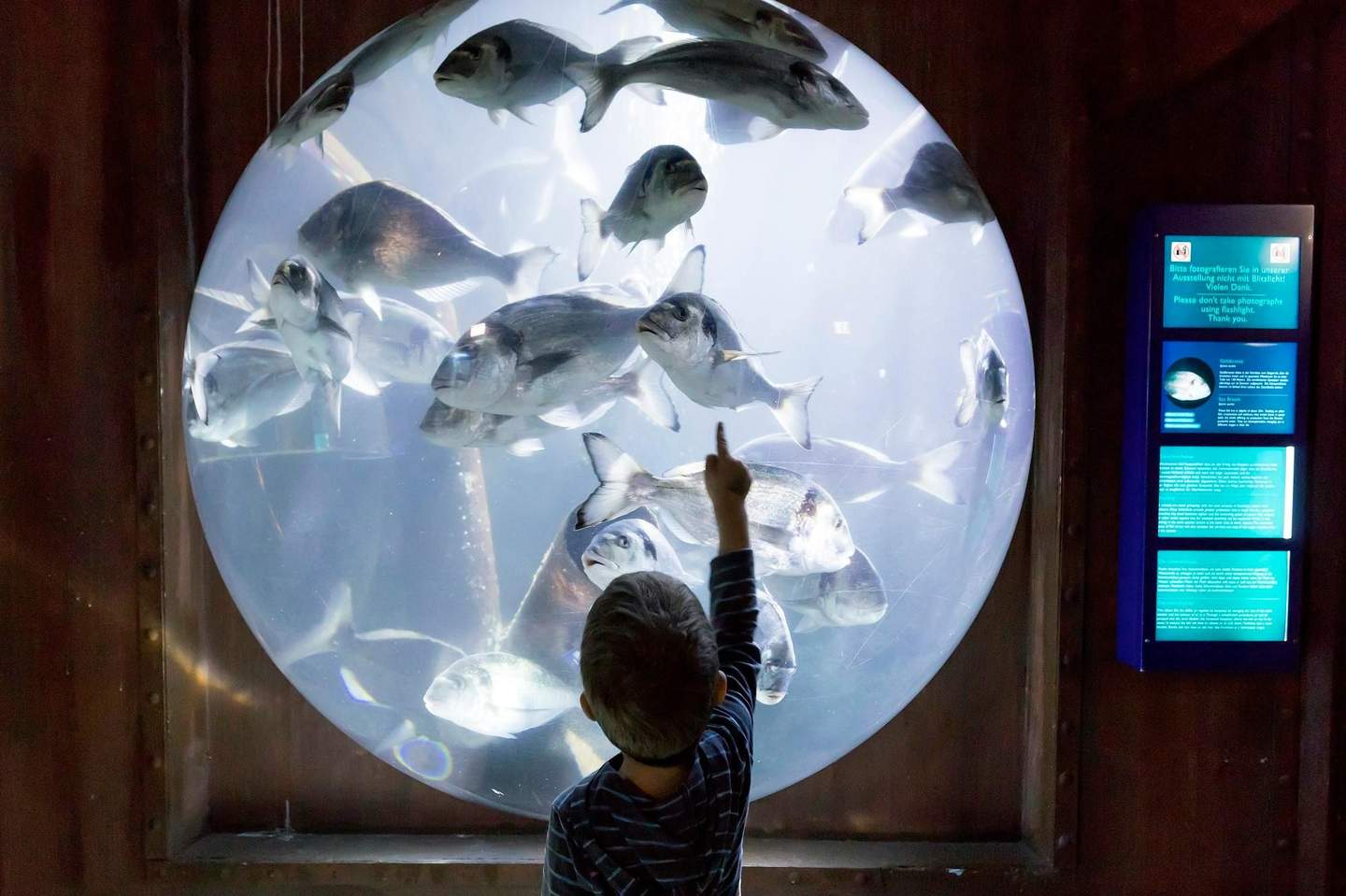 SEA LIFE Speyer Child pointing at fish in a round aquarium, with educational signage on the side.