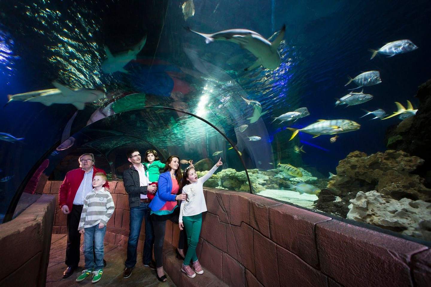 SEA LIFE Timmendorfer Strand A family inside an underwater tunnel at an aquarium, with sharks and various fish swimming overhead.