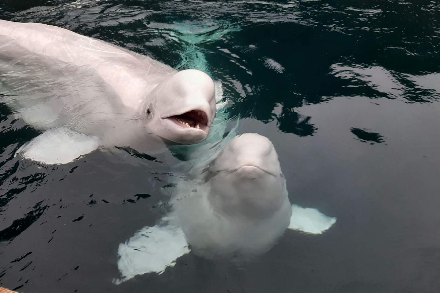 Sea Life Trust Beluga Whale Sanctuary / Sæheimar Aquarium SEA LIFE TRUST Beluga Whale Sanctuary