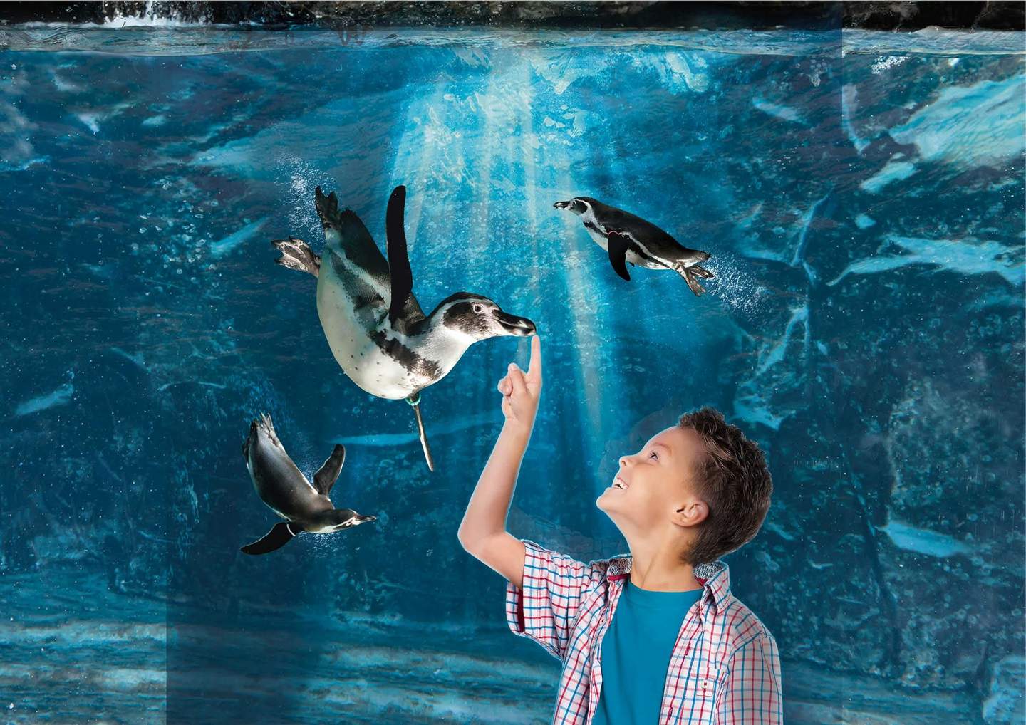 Aquarium of Cattolica A boy points at swimming penguins behind a clear aquarium glass, smiling as he interacts with them.