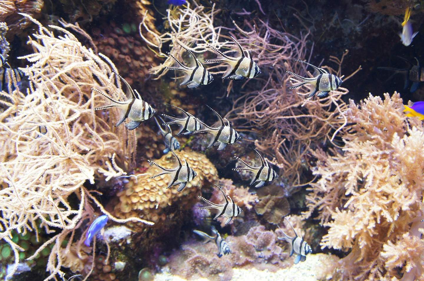 Aquarium of Genoa Several black and white striped fish swimming among diverse coral formations in an underwater scene.