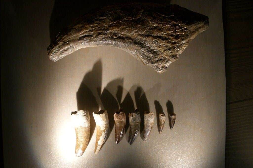 dinsoaur