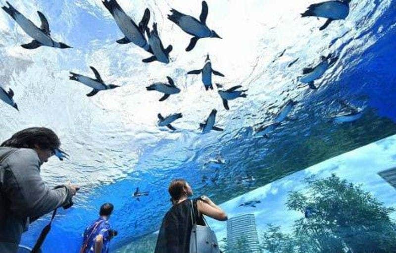 Sunshine Aquarium People observe swimming penguins through a transparent underwater viewing tunnel.
