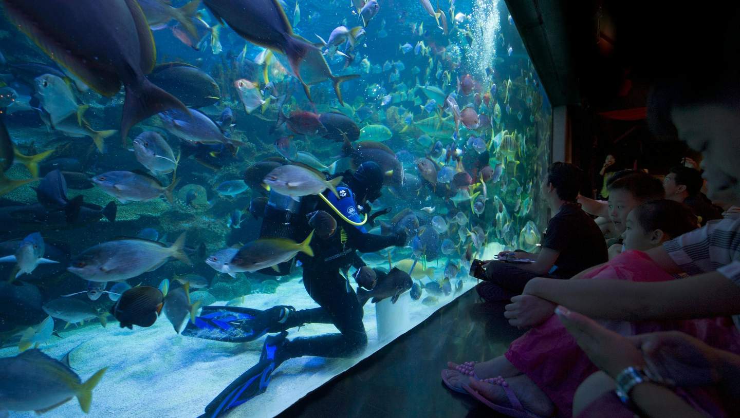 Aquaria KLCC A diver interacts with fish in a large aquarium while several children and adults watch closely through the glass.