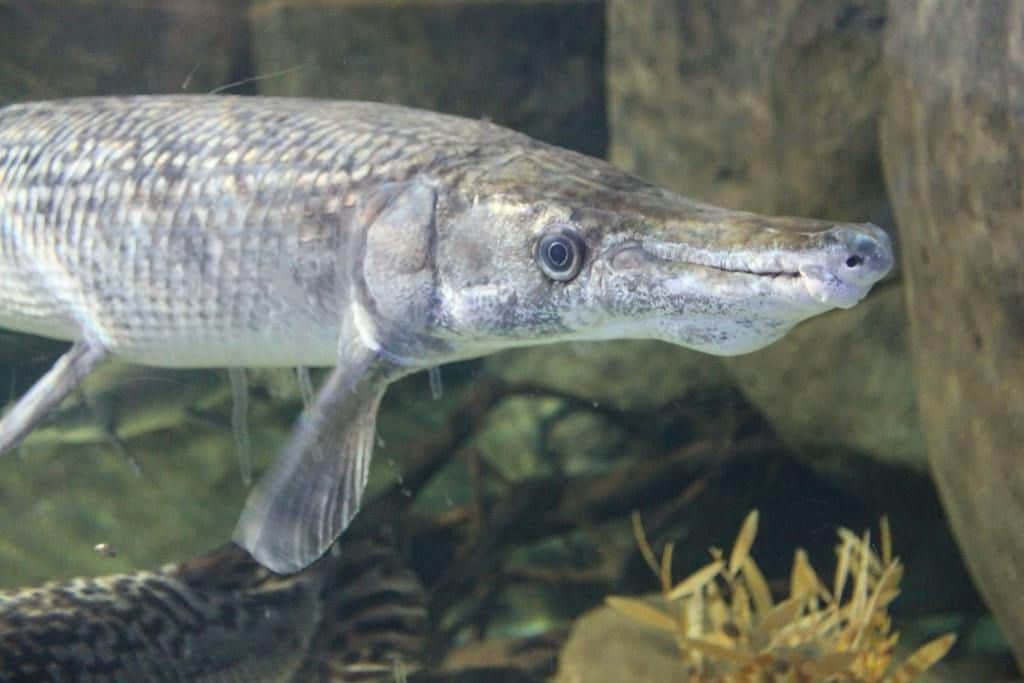A large, long-snouted fish swims near underwater rocks and plants in an aquarium.