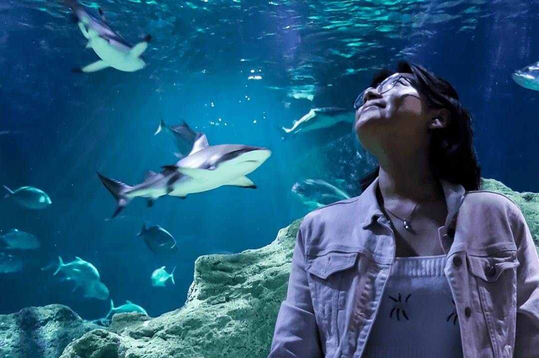 Michin Aquarium Guadalajara Michin Aquarium Guadalajara