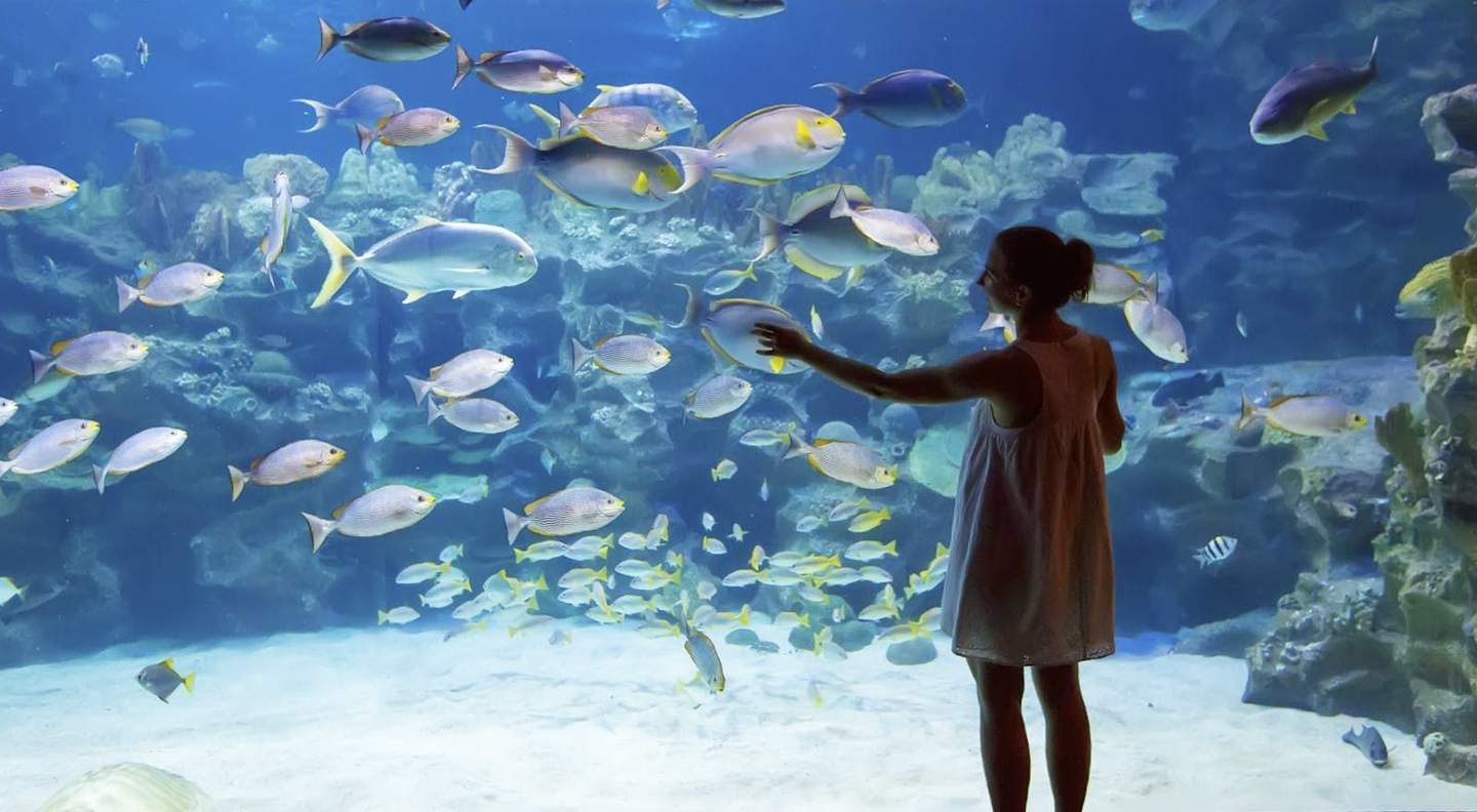 Acuario de Veracruz A person touches an aquarium glass, with numerous fish swimming inside against a backdrop of rocks and coral.