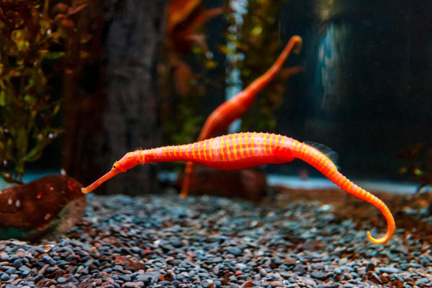 SEA LIFE Kelly Tarlton's Aquarium Two orange and yellow striped sea dragons swim above a pebbled aquarium floor with aquatic plants in the background.