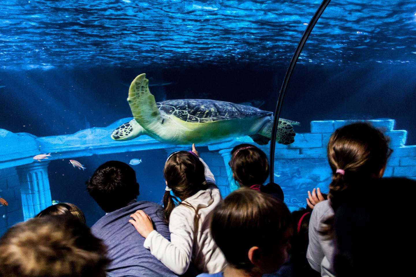 SEA LIFE Porto Enfants regardant une tortue de mer nager dans un grand aquarium, avec des ruines anciennes et des poissons visibles en arrière-plan.