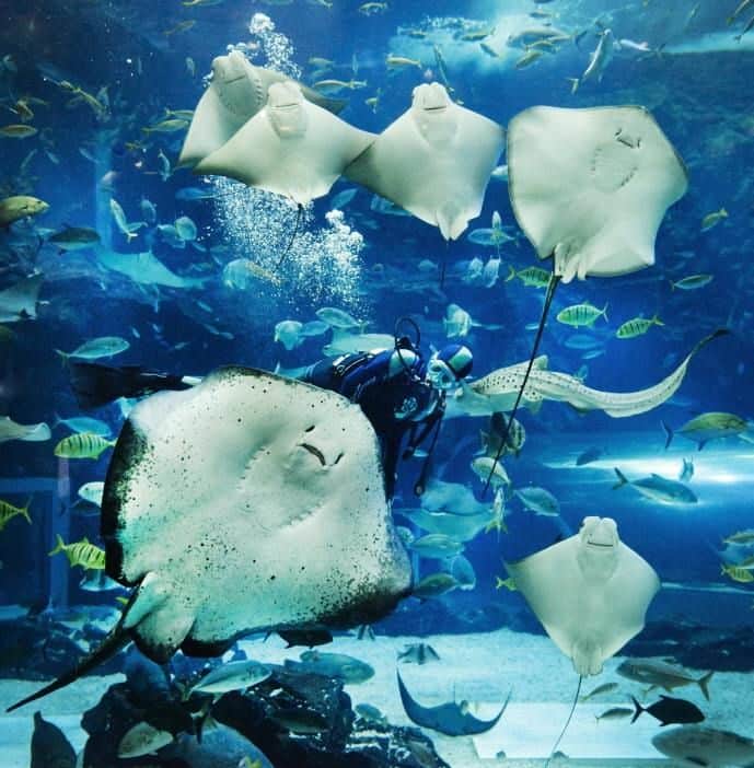 Un subacqueo circondato da diverse razze e pesci in un grande acquario.