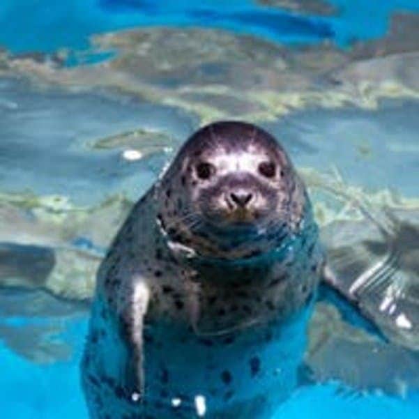A spotted seal with its head above water, swimming in a blue pool.