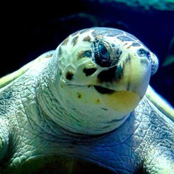 Lanzarote Aquarium Close-up of a sea turtle with a patterned shell and textured skin, underwater with a dark background.