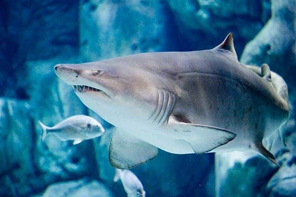Bioparc Gijon Aquarium A large shark swims close to the camera with smaller fish and rocks in the background.