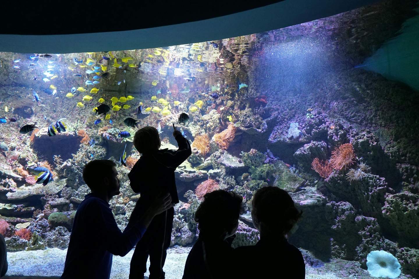 Aquarium de Séville Des silhouettes observent des poissons et des coraux éclatants dans un grand aquarium.