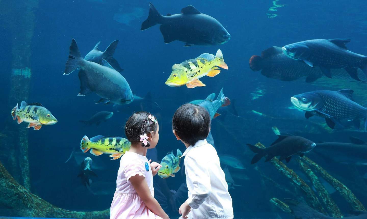 Aquaria Phuket Two children watch various colorful fish swimming in a large aquarium, with blue water and underwater plants in the background.