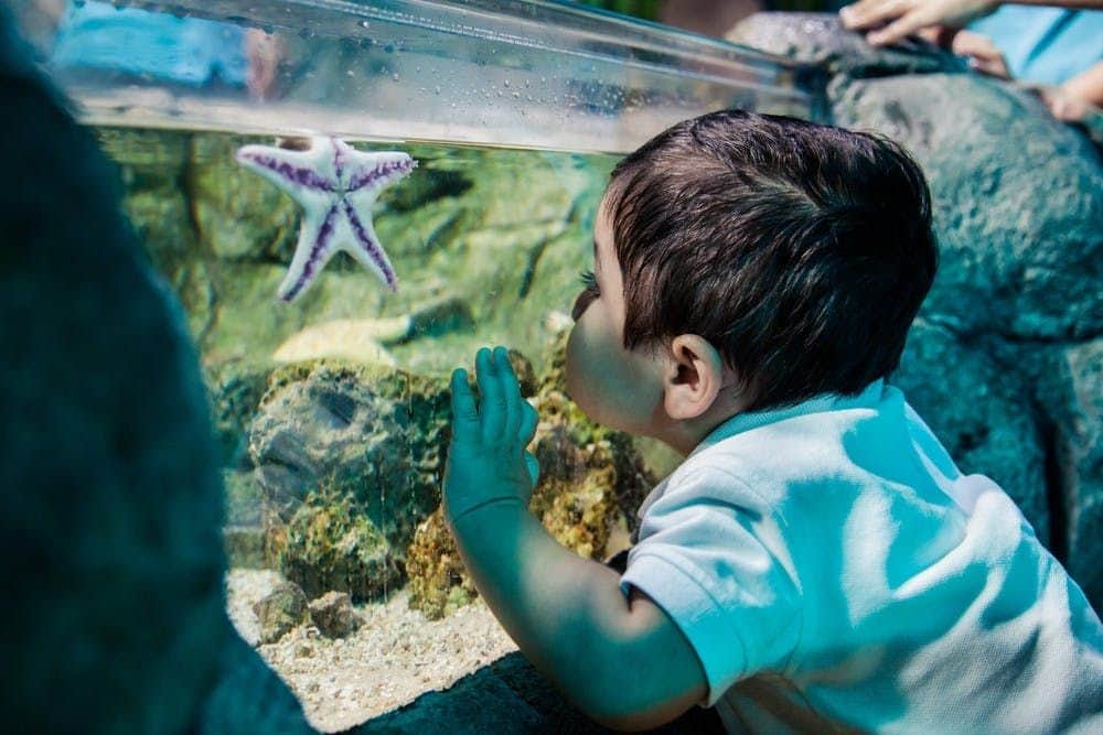 Ein kleines Kind beobachtet aufmerksam einen Seestern in einem Aquarium, die Handflächen gegen die Scheibe gepresst.