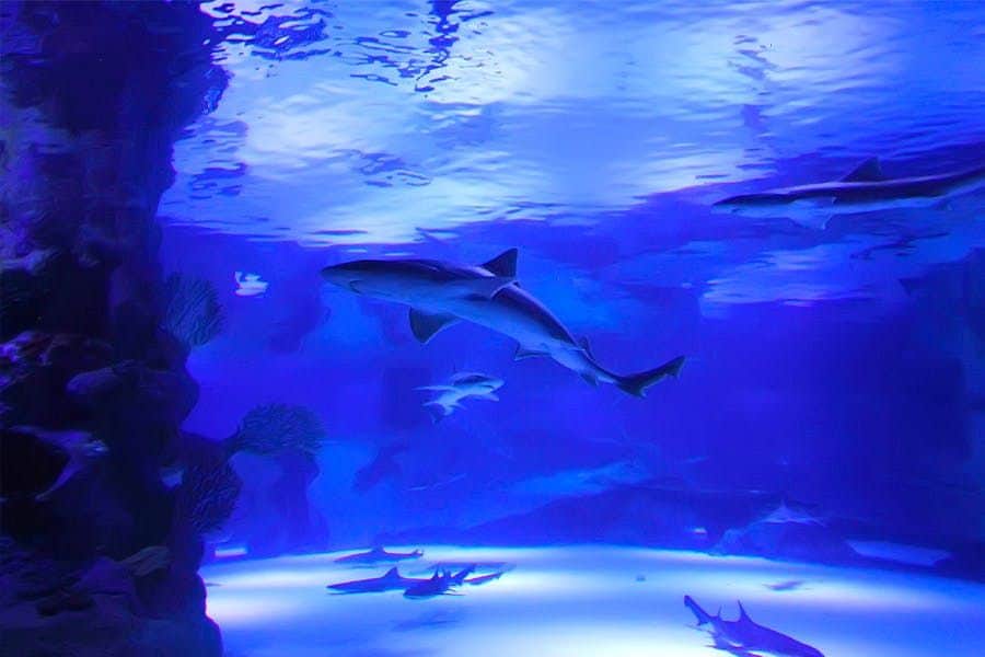 Antalya Aquarium Several sharks swimming in a blue-lit aquarium with rocks and seaweed visible on the left side.