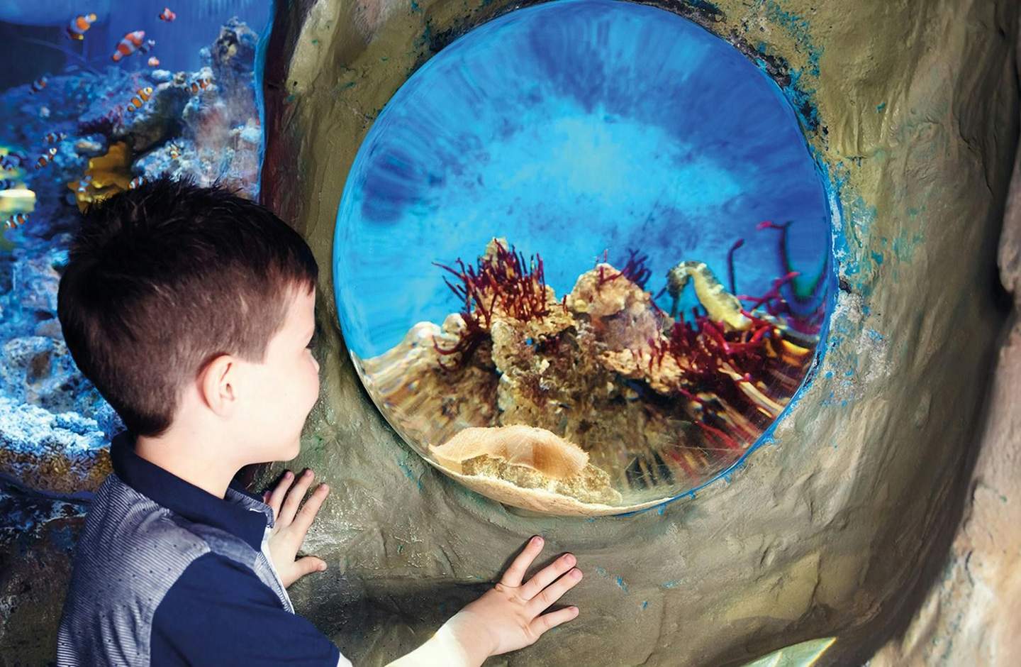 SEA LIFE Blackpool A boy looks through a circular aquarium window at colorful coral, fish, and a seahorse.